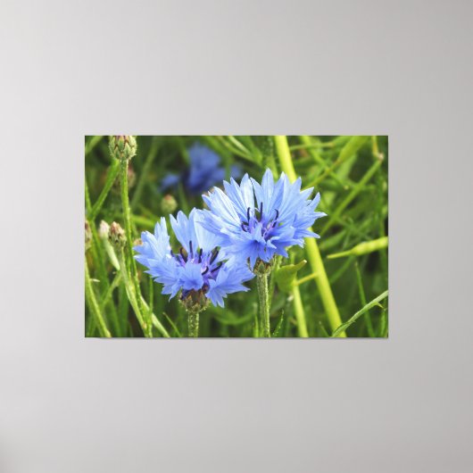 Toile bleuet des champs (Recto)