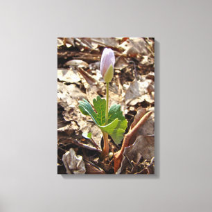 Toile Bloodroot Bud - Harbinger Du Printemps