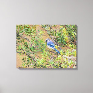 Toile Blue Jay sur Southern Wax Myrtle