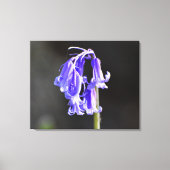Toile Bluebells (Recto)