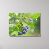 Toile Blueberry Crop (Recto)