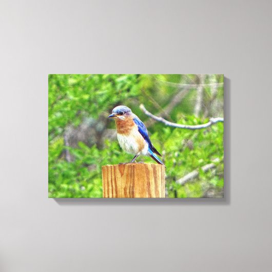 Toile Bluebird sur un poteau de clôture (Recto)