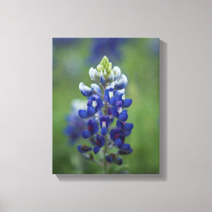 Toile Bluebonnets de Texas