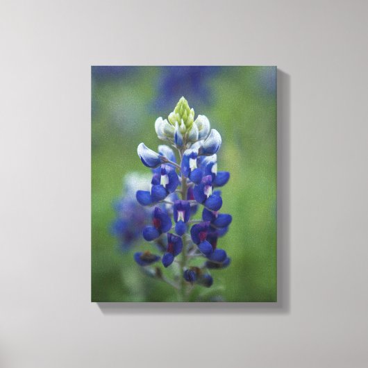 Toile Bluebonnets du Texas (Recto)