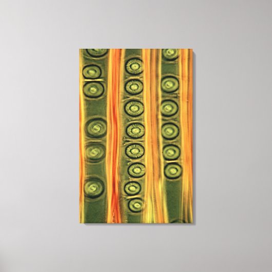 Toile Bois de pin (Recto)