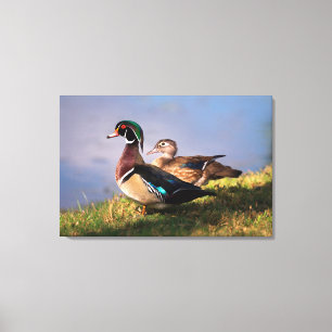 Toile Bord de lac, Canard branchu