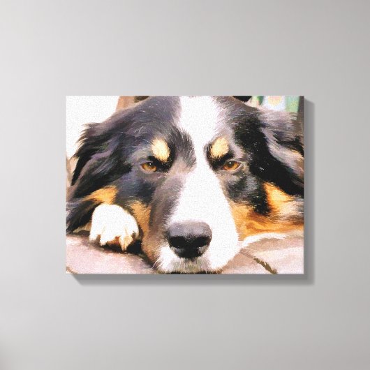 TOILE BORDER COLLIE (Recto)