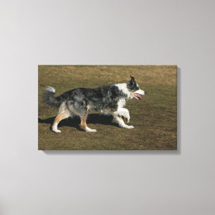 Toile Border collie courant 1