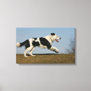 Toile Border collie courant 2