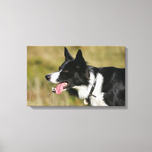 Toile Border collie haletant le Headshot 2