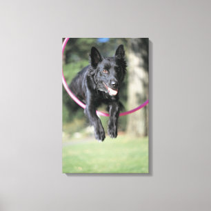 Toile Border collie mélangé