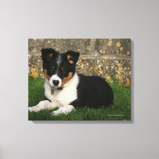 Toile Bordure Collie Chiot avec feuille dans la bouche (Recto)