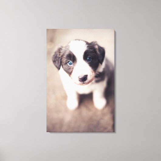 Toile Bordure Collie Chiot Avec Les Yeux Bleus (Recto)