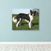 Toile Bordure Collie Debout (Insitu (Plancher de Bois))