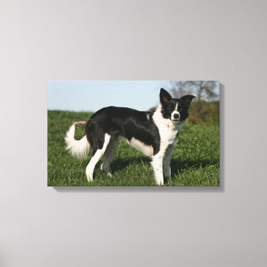 Toile Bordure Collie Debout (Recto)