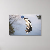 Bordure Collie juste avant d'attraper la balle hau