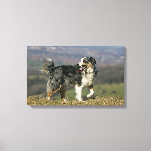 Toile Bordure Collie Panne 2 (Recto)