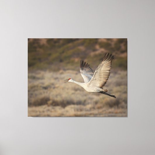 Toile Bosque del Apache NWR (Recto)