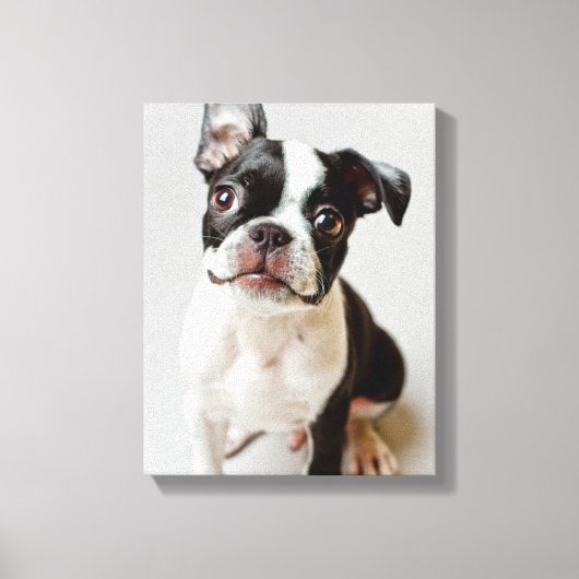 Toile Boston Terrier (Recto)