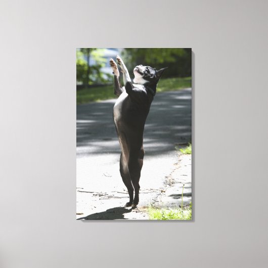 Toile Boston Terrier 2 (Recto)