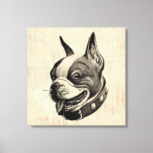 Toile Boston Terrier Chien adorable Chien animal de comp (Recto)