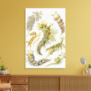 Toile Boues de mer par Ernst Haeckel, Nudibranchia Vinta