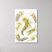 Toile Boues de mer par Ernst Haeckel, Nudibranchia Vinta (Recto)