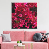 Bougainvillée Rouge Arbuste Grimpant Tropical Phot