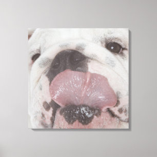 Toile Bouledogue 2