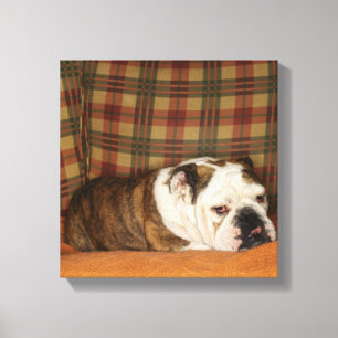 Toile bouledogue se trouvant sur un sofa