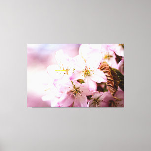 Toile Bouquet de fleurs de cerisier roses sur fond rose