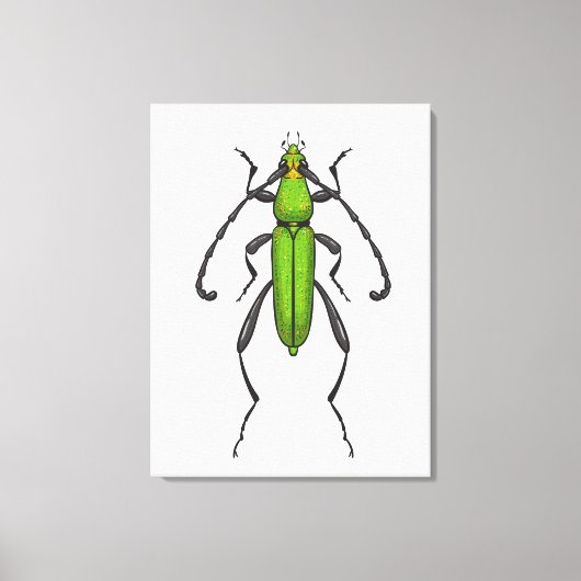 Toile Bousier vert (Recto)