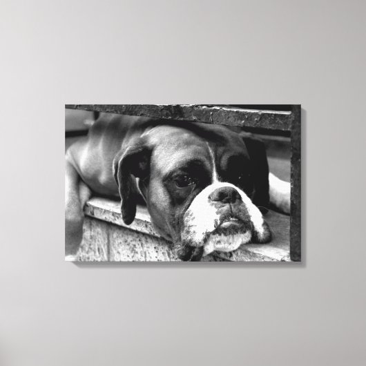 Toile Boxer Dog On Windowsill 24x16 (60x40cm) waccnm (Recto)