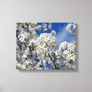 Toile Bradford Pear Blooms