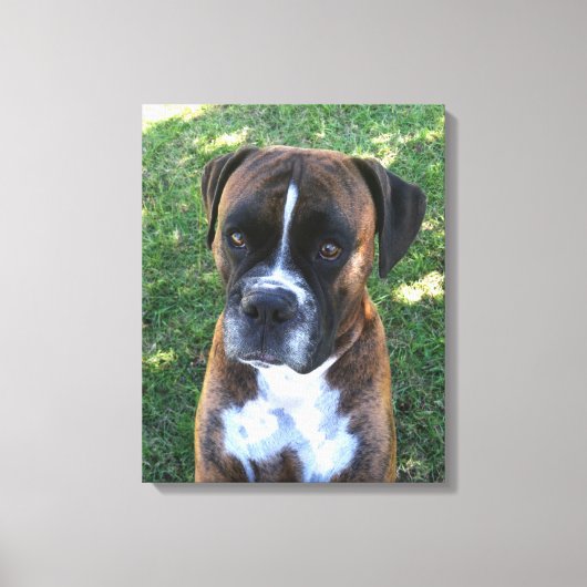 Toile Brindle Boxer Chien Photo Mur Canvas (Recto)