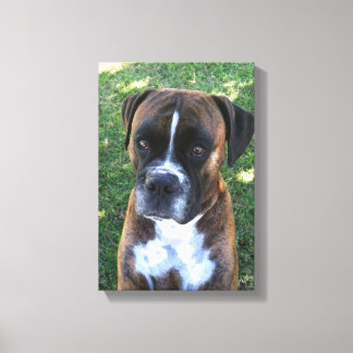 Toile Brindle Boxer Chien Photo Mur Canvas