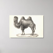 Toile Brodtmann Camel Sketch (Recto)