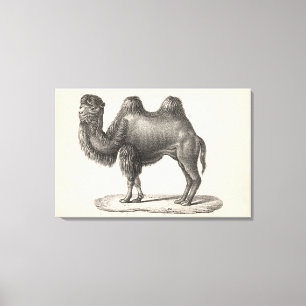 Toile Brodtmann Camel Sketch