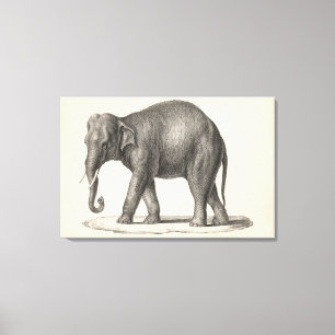 Toile Brodtmann Elephant Sketch