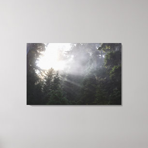 Toile Brouillard et faisceaux de Sun dans une forêt de
