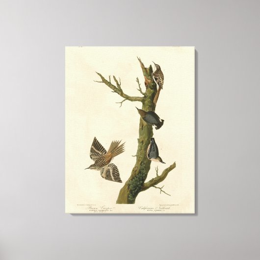 Toile Brown Creeper, Pygmy Nuthatch des oiseaux d'Audubo (Recto)