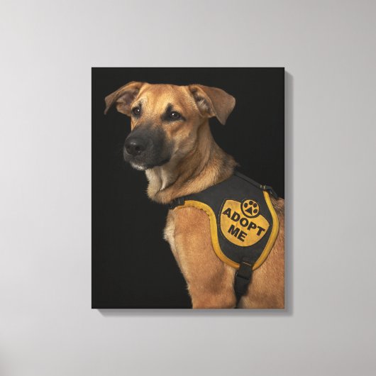 Toile Brown rescue dog with adopt vest (Recto)
