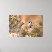 Toile Bruant à gorge noire (Recto)