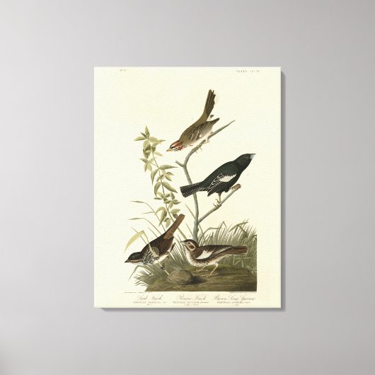 Toile Bruants, Bruants de Lark, Oiseaux d'Amérique d'Aud (Recto)