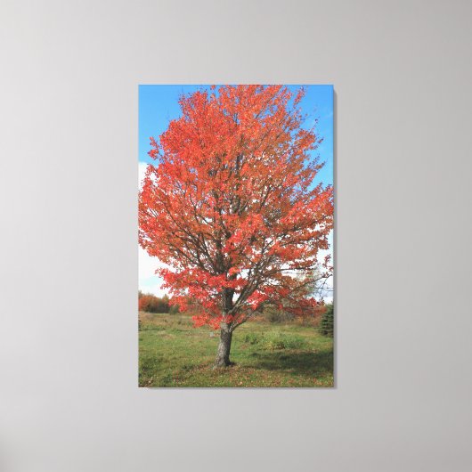 Toile Brûler l'érable rouge à l'automne (Recto)