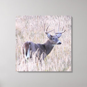 Toile Buck blanc dans Meadow