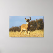 Toile Buck Whitetail (Recto)
