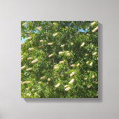 Toile Buckeye en floraison (Recto)