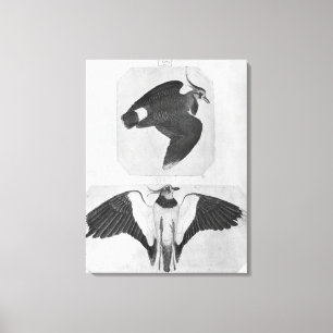 Toile Budgets, de l'Album Vallardi