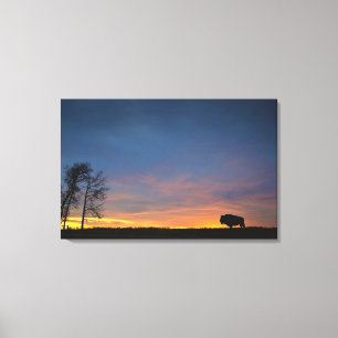 Toile Buffalo au coucher du soleil en parc national